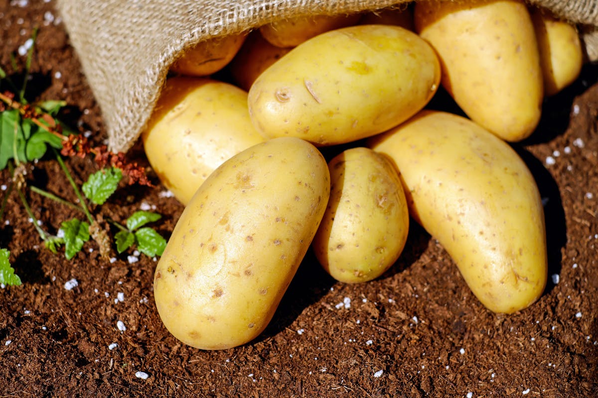 Eine herzhafte Porree-Kartoffel-Pfanne für die ganze Familie