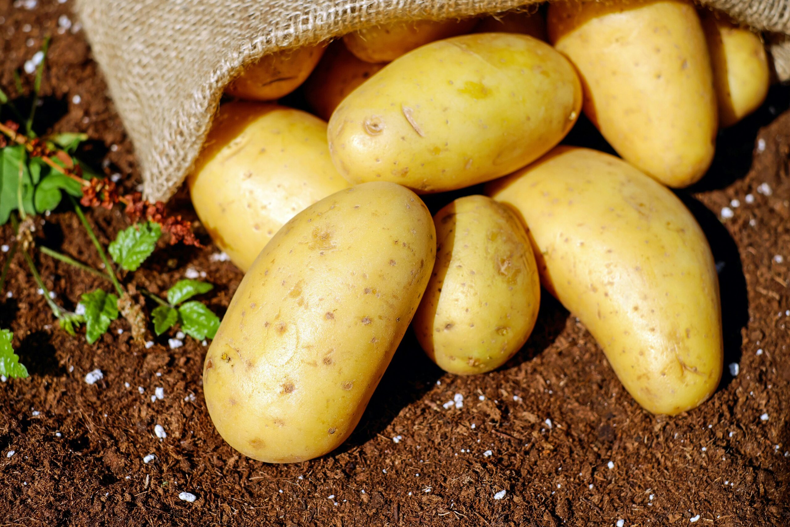Kartoffelstampf mit Rahmwirsing und Speckstreifen servieren