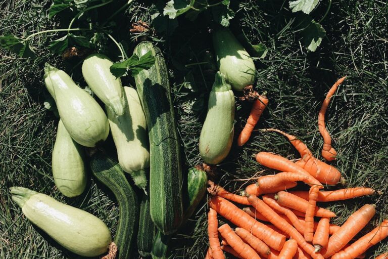 Wie kocht man einfache Gemüseküchlein aus Karotten und Zucchini?