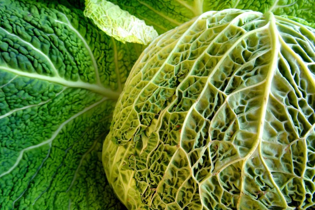 Wie gelingt ein herzhaftes Wirsinggemüse mit Kartoffeln und Sahne?