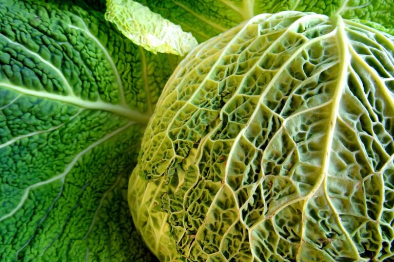 Wie gelingt ein herzhaftes Wirsinggemüse mit Kartoffeln und Sahne?